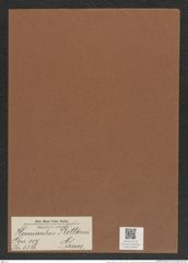 Hemiaulus kittonii Grun. (de-Toni-Nr.: Genus 117, Species 3336) Zeichnungen Sammlung Grunow Mappe 03547 (Herbarium_W_Grunow_drawings_Folder_03547)
